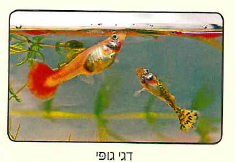 (בספר תמונה 1)
